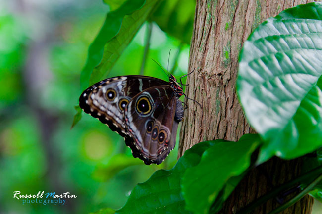 Gainesville Photographer