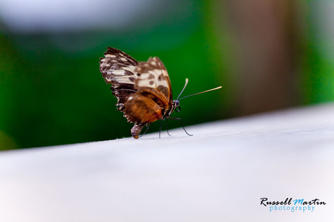 Gainesville Photographer