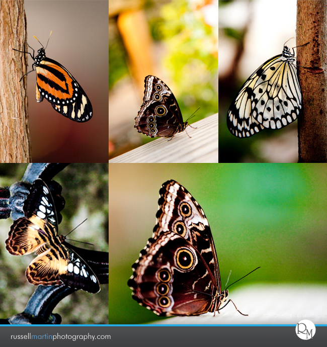 Gainesville Photographer